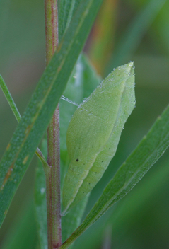 Southern Dogface early chrysalis